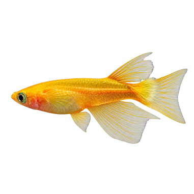 Oryzias Latipes - Medaka Red Emperor MLF -...