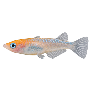 Oryzias Latipes - Medaka Red and White Lame -...