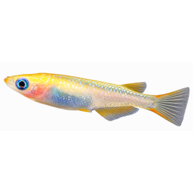 Oryzias Latipes - Medaka Ulysses - 2.5-3 cm