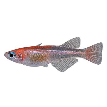 Oryzias Latipes - Medaka Kokaku Lame - 2.5-3 cm