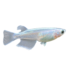 Oryzias Latipes - Medaka Platinum RLF - 2.5-3 cm
