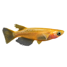 Oryzias Latipes - Medaka Sprite - 2.5-3 cm