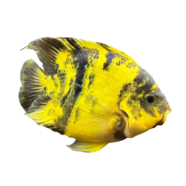 Cichlasoma sp. - Yellow Tiger Parrot 10 cm