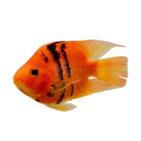 Cichlasoma sp. - Red Tiger Parrot 7.5 cm