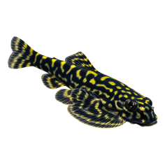 Beaufortia kweichowensis - Vietnam Calico Hillstream - cm 3