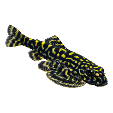 Beaufortia kweichowensis - Vietnam Calico Hillstream - cm 3