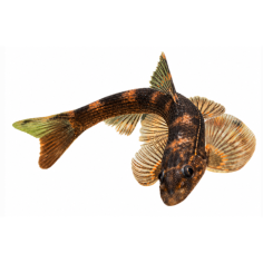 Homaloptera zollinger - Loach Lizard Vietnam - cm 4