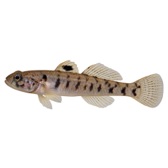 Mugilogobius filifer - Filifer Goby - cm 3-3.5
