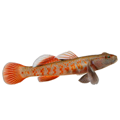Rhinigobius zhoui - Flame Goby - cm 3-4