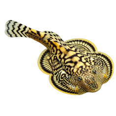 Sewellia lineolata - Breviventralis analis - cm 3
