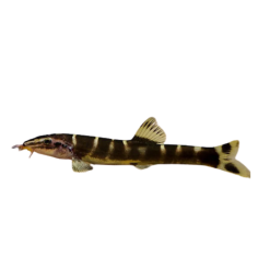 Sinibotia superciliaris Botia Superciliaris 8-9 cm