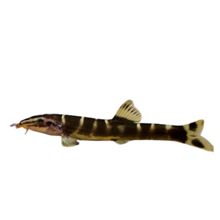 Sinibotia superciliaris Botia Superciliaris 8-9 cm