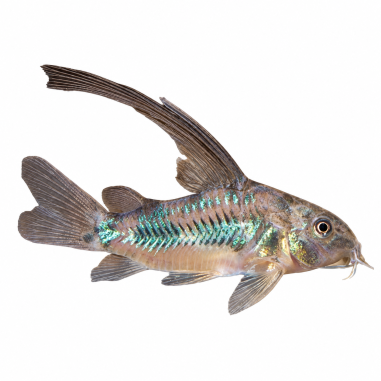 Corydoras sp - Aeneus Green long Tail - cm 3