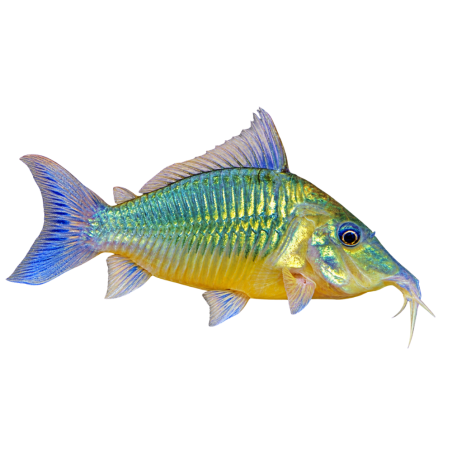Corydoras sp - Brochis Splendens - cm 3-3.5