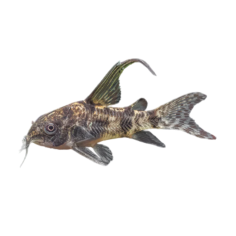 Corydoras sp - peppered Hi-Fin - cm 3