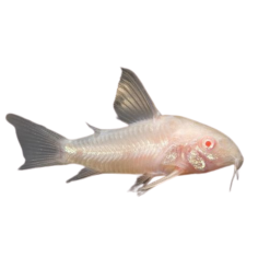 Corydoras sp - Sterbai Albino - cm 2