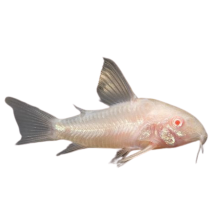 Corydoras sp - Sterbai Albino - cm 2