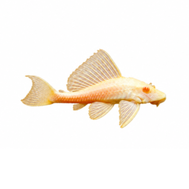 Hypostomus Plecostomus - Chocolate Albino - 5cm