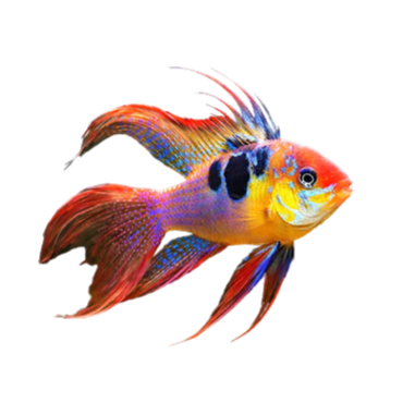 Mikrogeophagus ramirezi - German Long Fin - cm 3