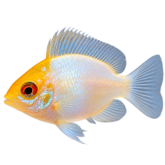 Mikrogeophagus ramirezi - Balloon Neon Gold Head - cm 3