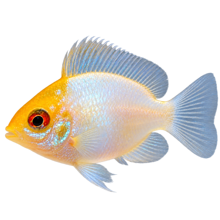 Mikrogeophagus ramirezi - Balloon Neon Gold Head - cm 3