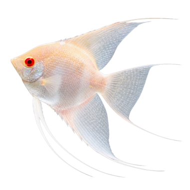 Pterophyllum scalare - Angel Manacapuru Albino...