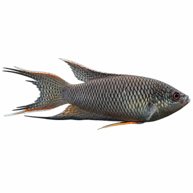 Macropodus opercularis - Gourami - Black...