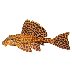 Pterygoplychthys gibbiceps - Pleco Marble Sailfin - 5cm