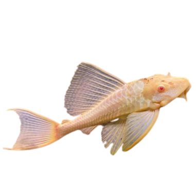 Pterygoplychthys gibbiceps - Pleco Marble...