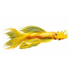 Ancistrus temminckii - Long Fin Golden L144 - cm 3-4