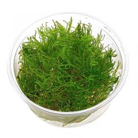 Taiwan Moss (Taxiphyllum Alternans) - Article To Be Sold Only In Italy