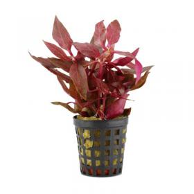 Alternanthera Cardinalis Variegata - Article To Be Sold Only In Italy