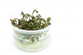 Bucephalandra Kedagang in vitro - Article To Be Sold Only In Italy