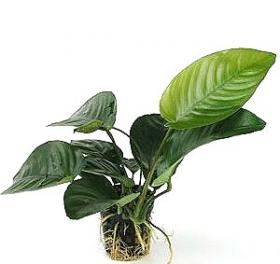 Anubias Barteri var. Nana - Article To Be Sold Only In Italy