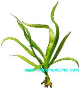 Crinum Thaianum - Article To Be Sold Only In Italy