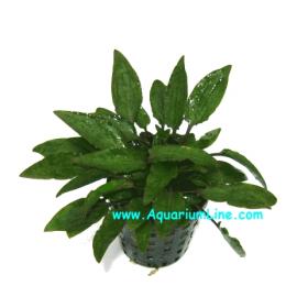 Cryptocoryne Walkeri - Article To Be Sold Only In Italy