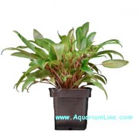 Cryptocoryne Undulata Red - Article To Be Sold Only In Italy
