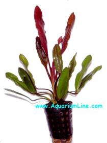 Echinodorus Red Devil - Article To Be Sold Only In Italy