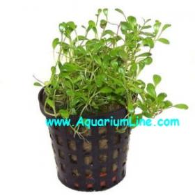 Glossostigma Elatinoides - Article To Be Sold Only In Italy