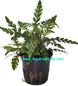Hygrophila Pinnatifida - Article To Be Sold Only In Italy