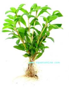 Hygrophila Polysperma - Article To Be Sold Only In Italy