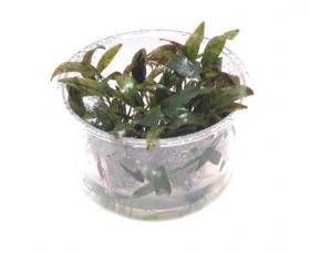 Cryptocoryne x "Purpurea" in vitro- Article To Be Sold Only In Italy