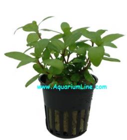 Staurogyne Repens - Article To Be Sold Only In Italy