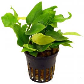 Anubias Barteri var. Nana "Golden" (Yellow Heart) - Article To Be Sold Only In Italy