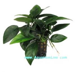 Anubias Nana - Article To Be Sold Only In Italy