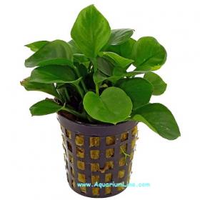 Anubias Nana "Round Leaf" - Article To Be Sold Only In Italy