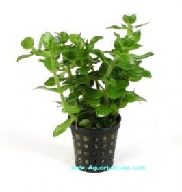 Bacopa Amplexicaulis - Article To Be Sold Only In Italy