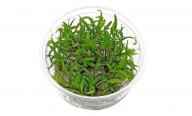 Cryptocoryne Parva in vitro - Article To Be Sold Only In Italy
