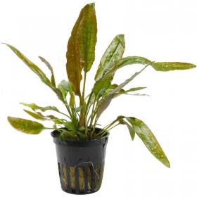 Cryptocoryne Usteriana - Article To Be Sold Only In Italy
