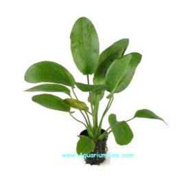 Echinodorus Ozelot Green - Article To Be Sold Only In Italy